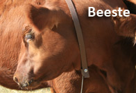 Beeste