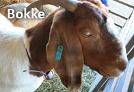 Bokke