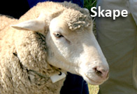 Skape